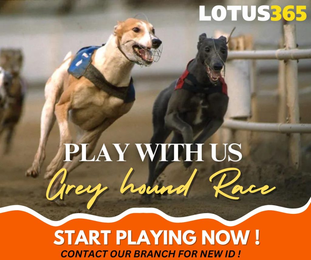 Betting on greyhound races online