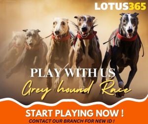 Read more about the article How to Bet on Greyhound Racing A Guide for Beginners on Lotus365