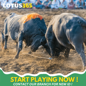 Read more about the article Top Tips for Successful Bull Betting on Lotus365 From Beginners to Experts